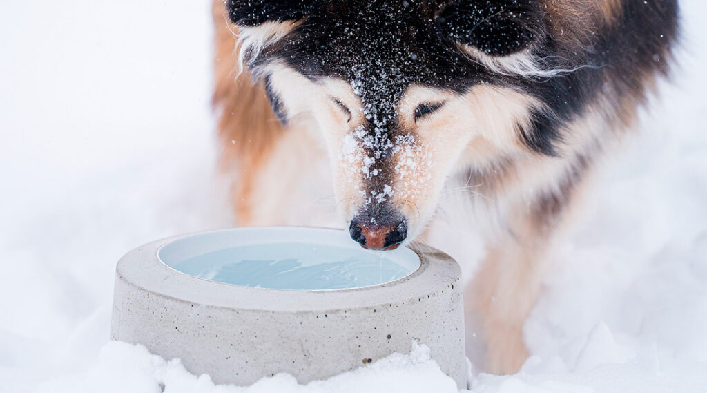Miksi vesi on tärkeää eläimille?