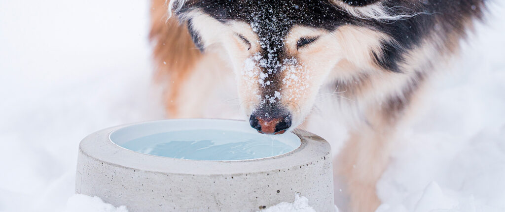 Miten valita lämmitettävä koirankuppi?