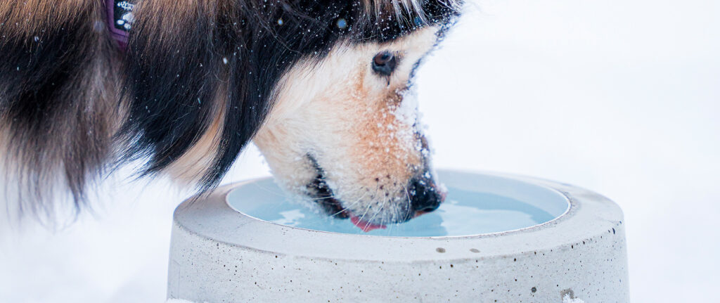 Lämmitettävä juoma-astia koiralle