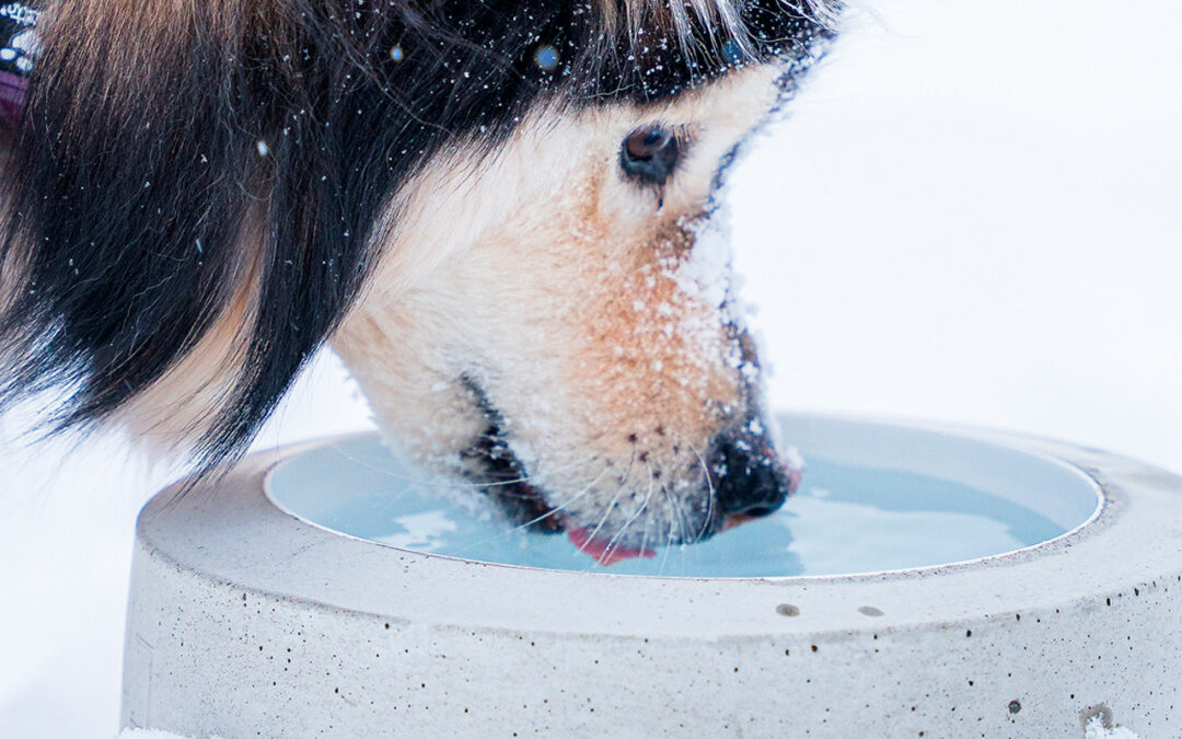 Miksi valita lämmitettävä juoma-astia koiralle?