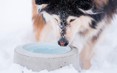 Miksi koira ei juo vettä? – Vinkit, miten saada koira juomaan