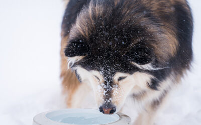 Paljonko koira juo vettä? – 7 kysytyintä kysymystä aiheesta