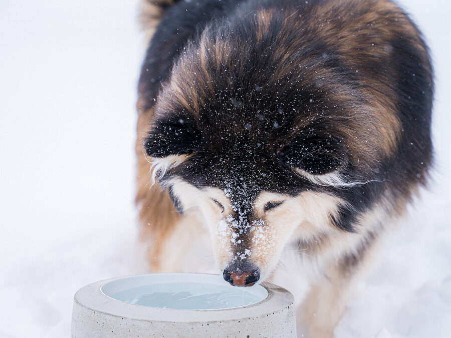 Paljonko koira juo vettä? – 7 kysytyintä kysymystä aiheesta