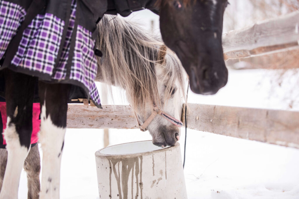 Miksi vesi on tärkeää eläimille?  