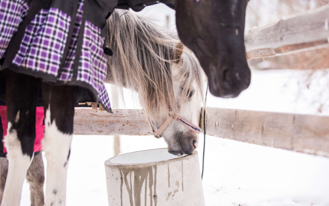 Miksi vesi on tärkeää eläimille?
