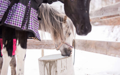 Miksi vesi on tärkeää eläimille?