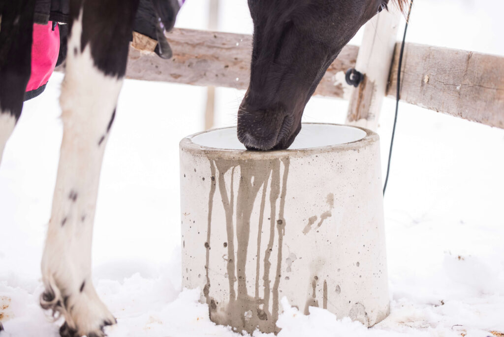 Juoma-astia hevoselle