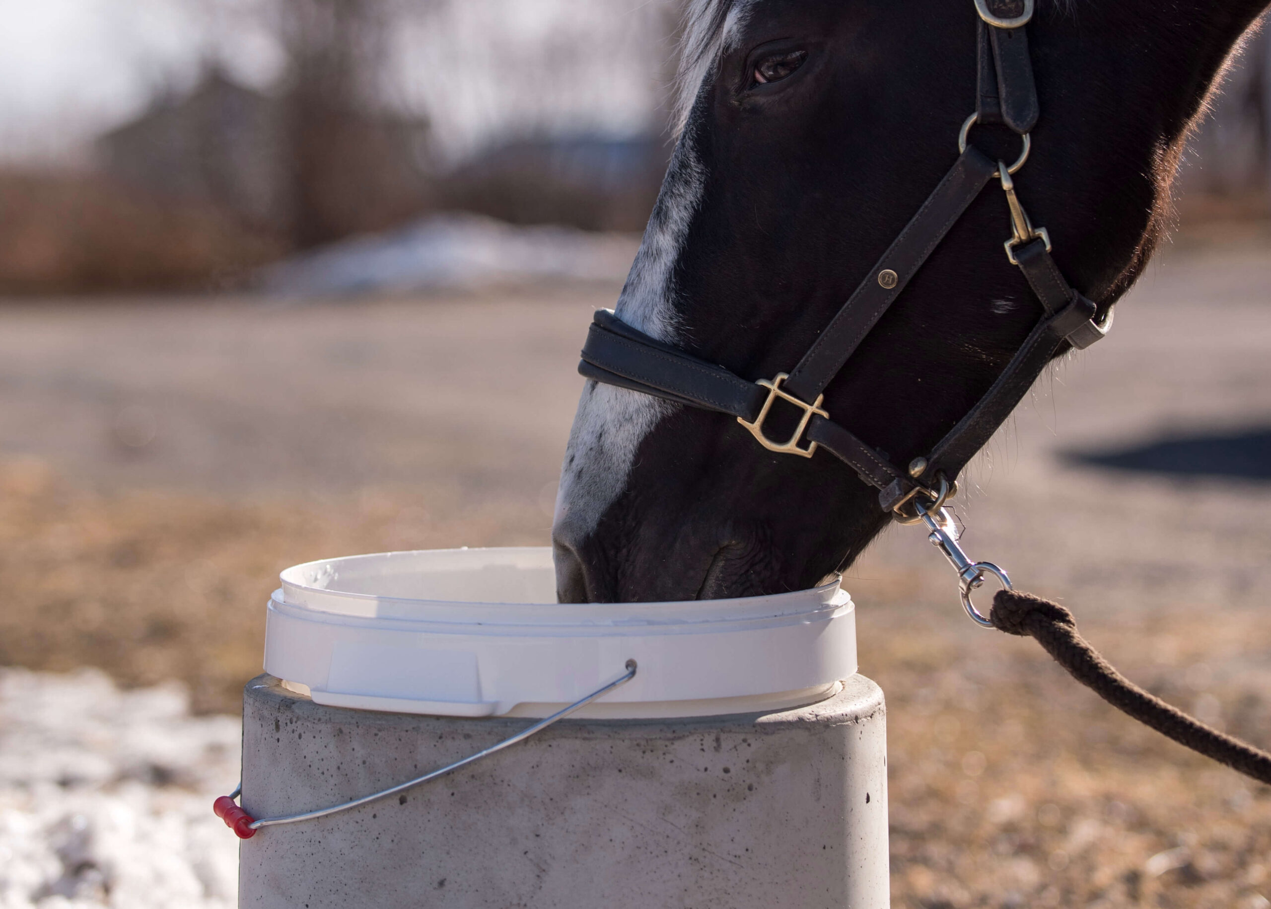 Lämmitettävä juoma-astia hevoselle ja lampaalle 32 l