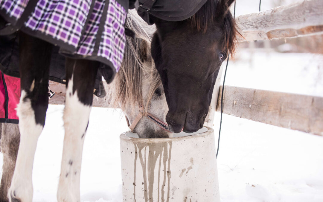 Lämmitettävä vesiastia eläimille 