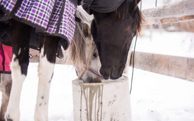 Lämmitettävä vesiastia eläimille