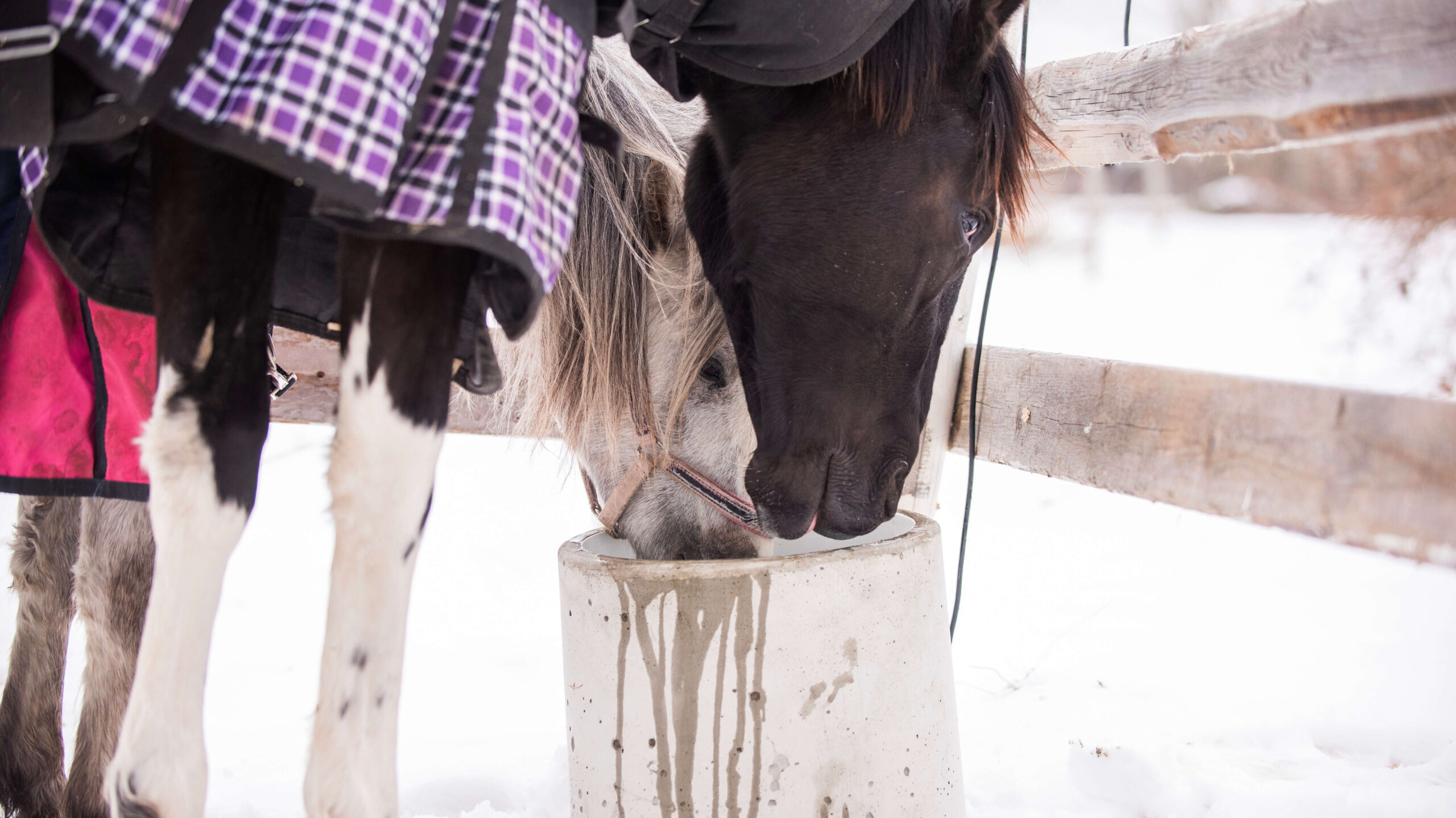 Lämmitettävä vesiastia eläimille