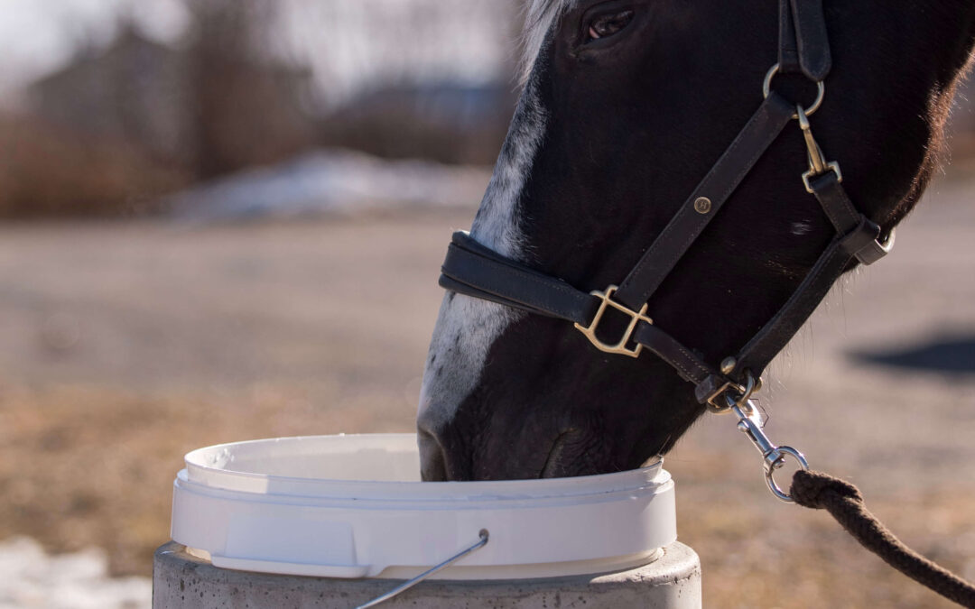Miksi valita lämmitettävä juoma-astia hevoselle?