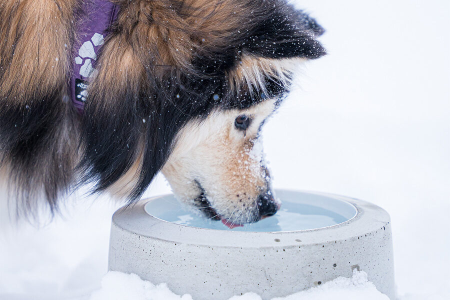 Lämmitettävä vesiastia koiralle