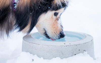 Millainen on paras lämmitettävä juomakuppi?