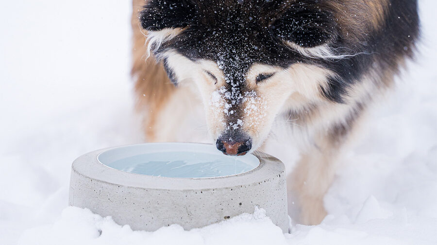 Voiko koira olla ilman vettä?