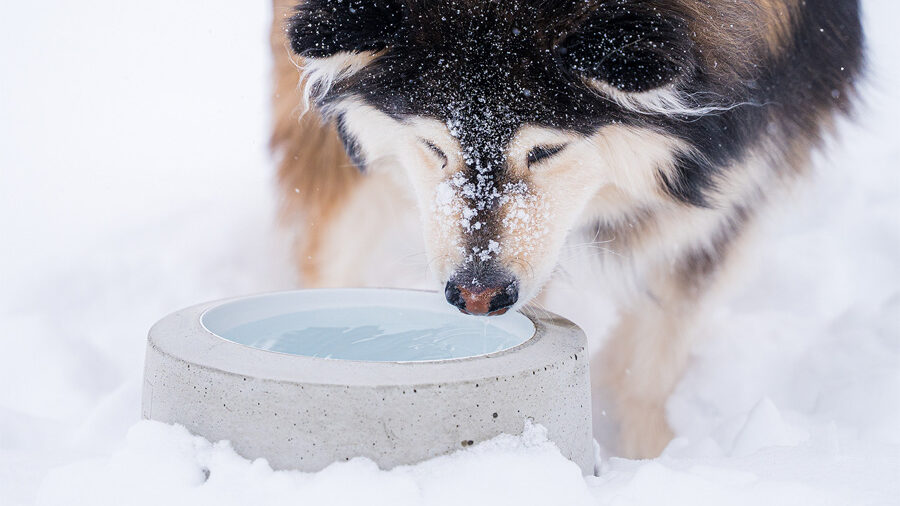 Lämmitettävä juoma-astia koiralle