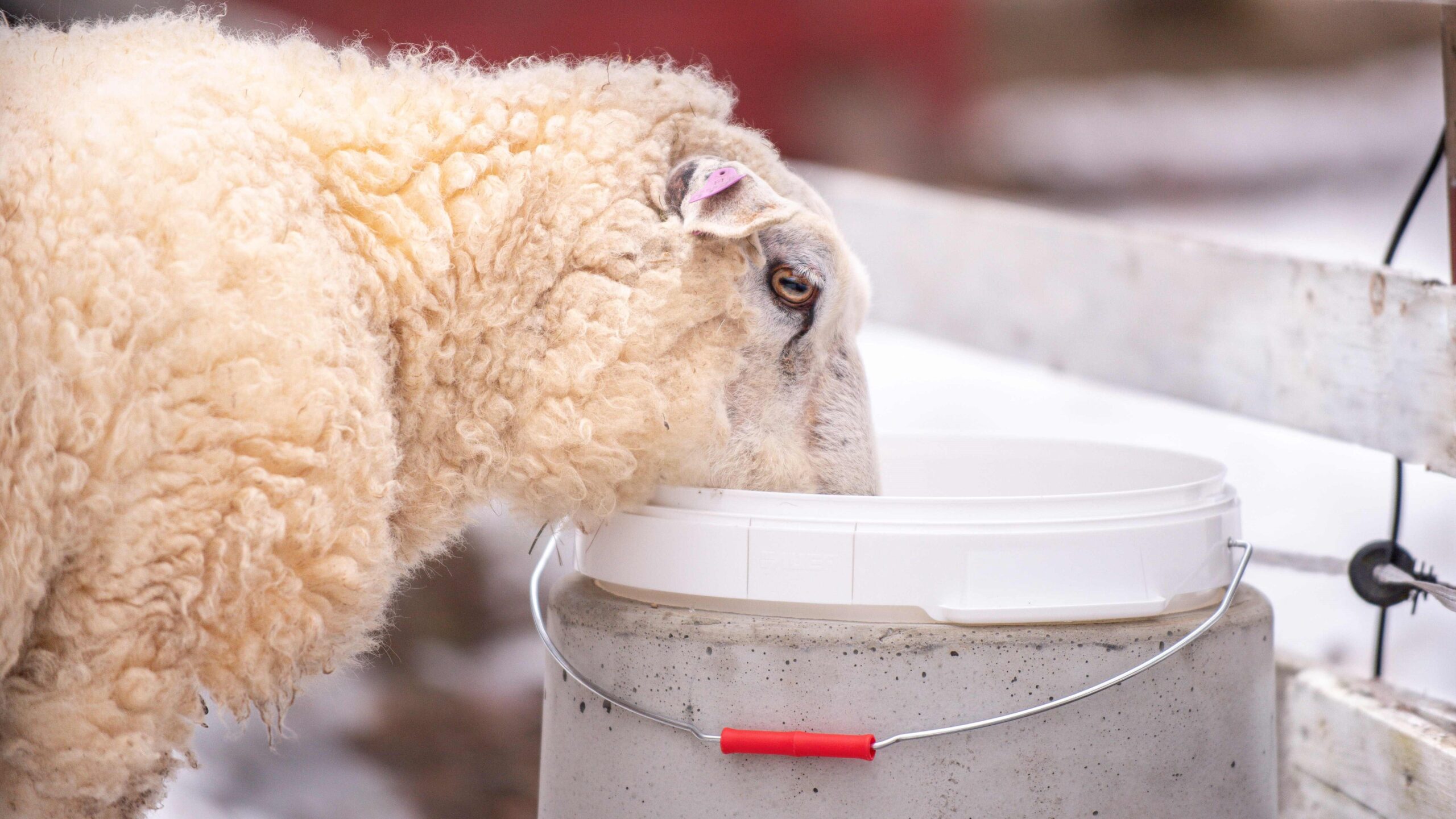 Lämmitettävä juoma-astia hevosille ja lampaille 