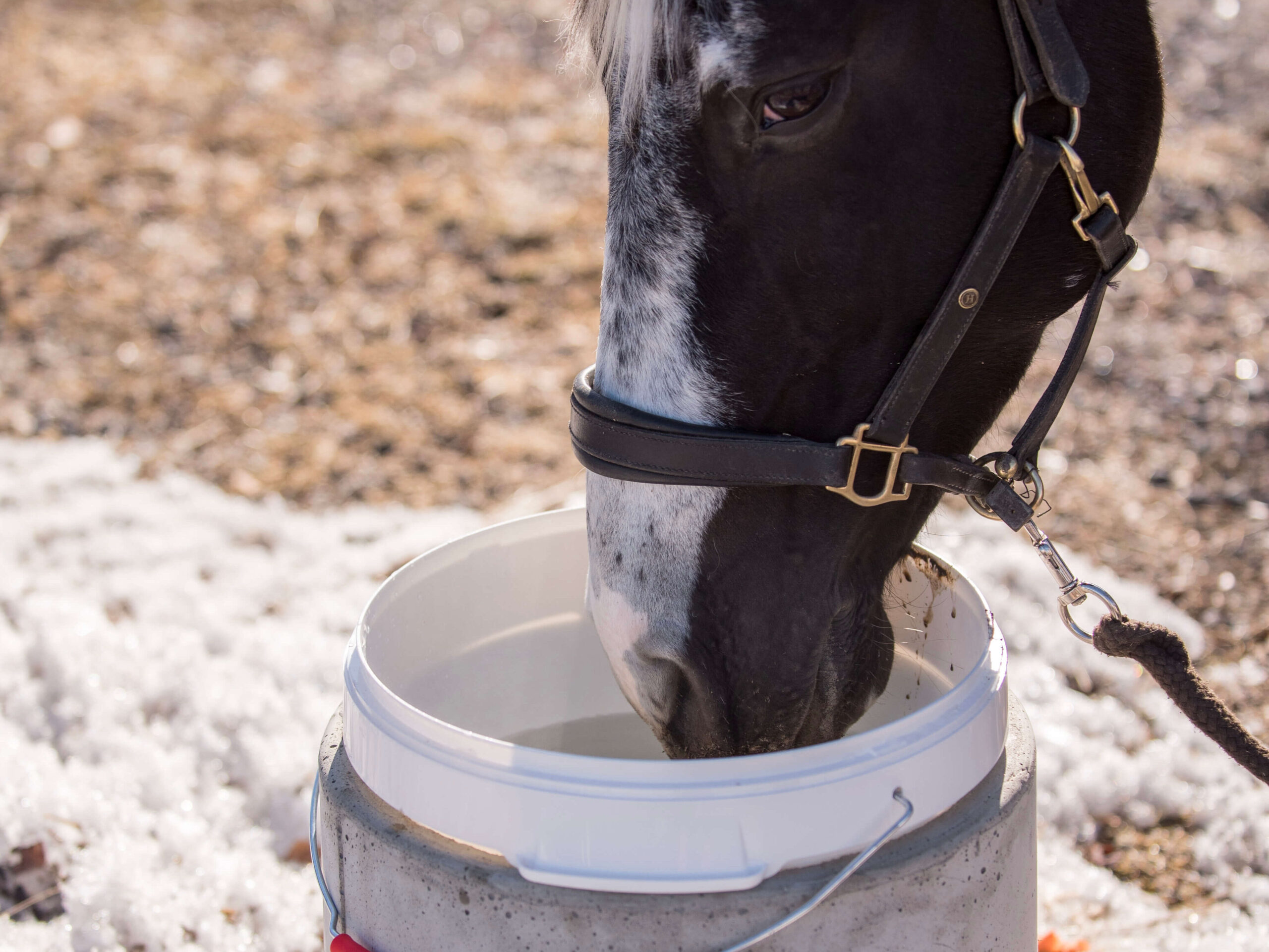 Miksi lämmitettävä vesiastia hevoselle?