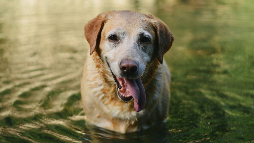 Koiran nestehukka oireet – Mitä ne ovat ja mistä johtuvat?