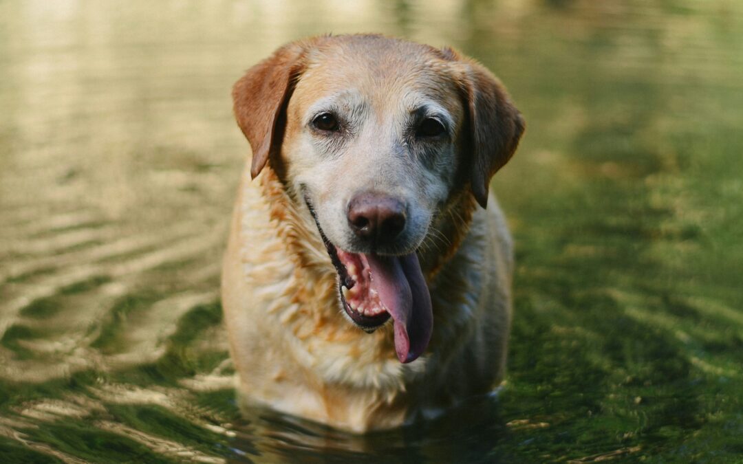 Koiran nestehukka oireet – Mitä ne ovat ja mistä johtuvat?